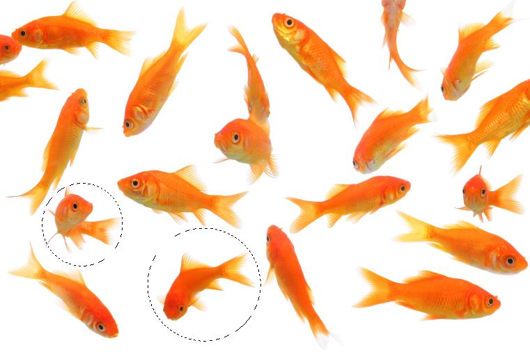 Selecting Fishes from golden fish- Orange Manipulation Design